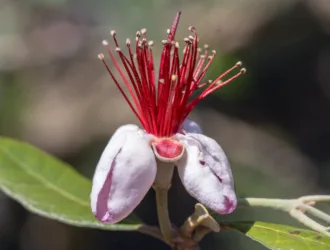 Feijoa sellowiana