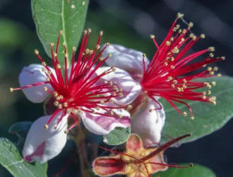 Feijoa sellowiana
