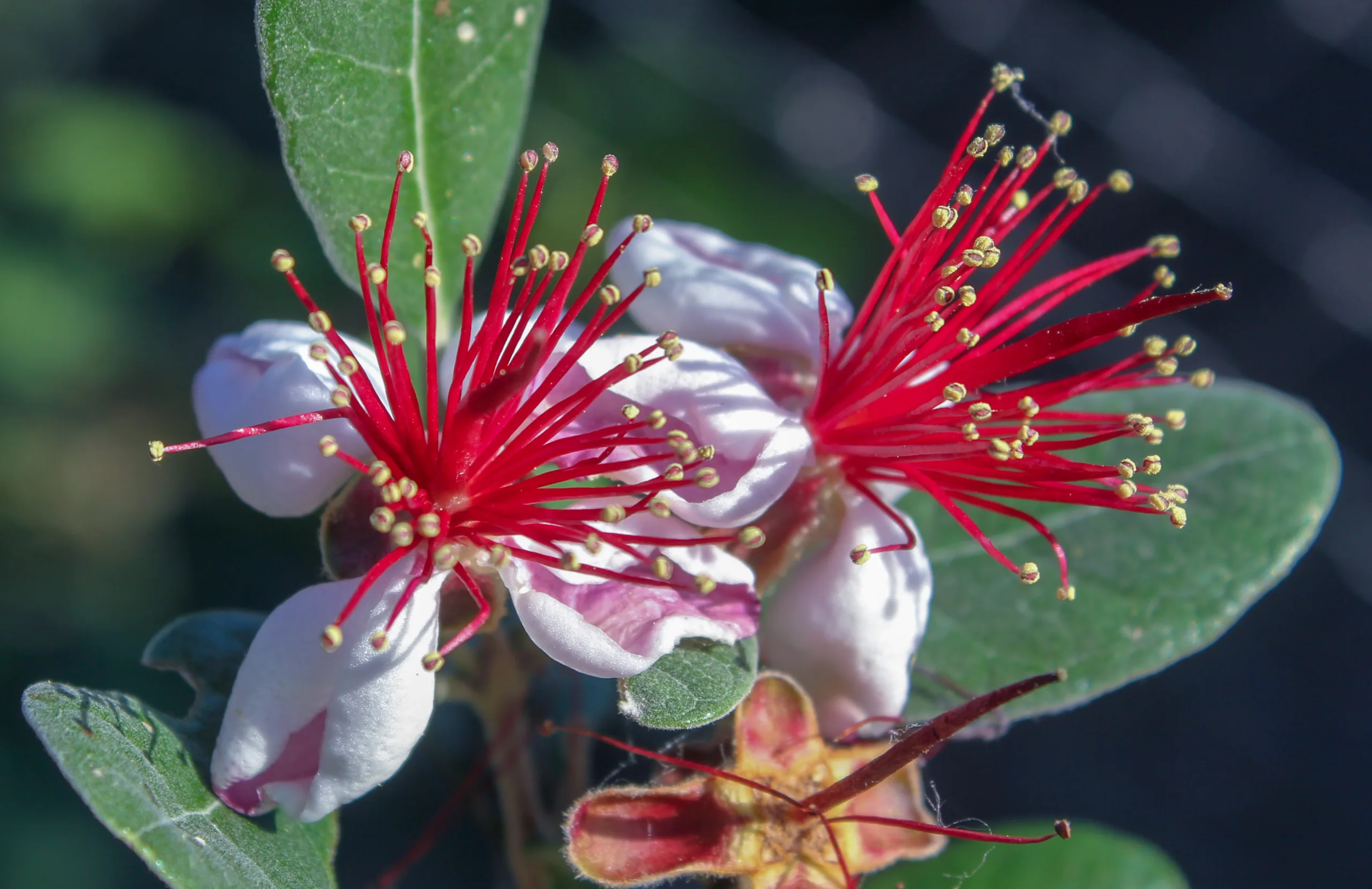 Feijoa sellowiana