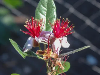 Feijoa sellowiana