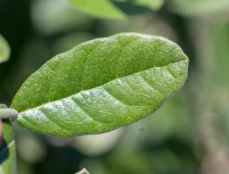Feijoa sellowiana
