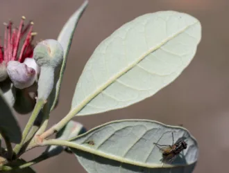 Feijoa sellowiana