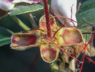 Feijoa sellowiana