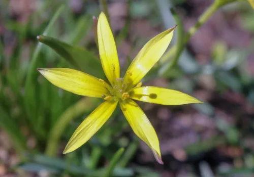Gagea villosa