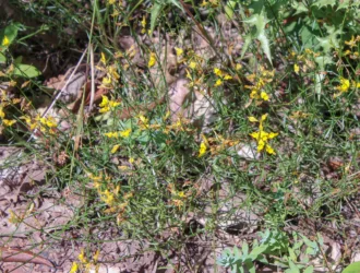 Genista carinalis