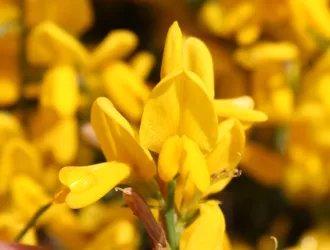 Genista lydia
