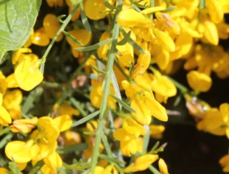Genista lydia