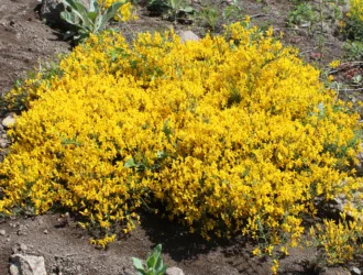 Genista lydia