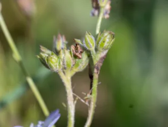 Gilia tricolor