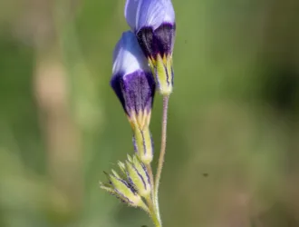 Gilia tricolor