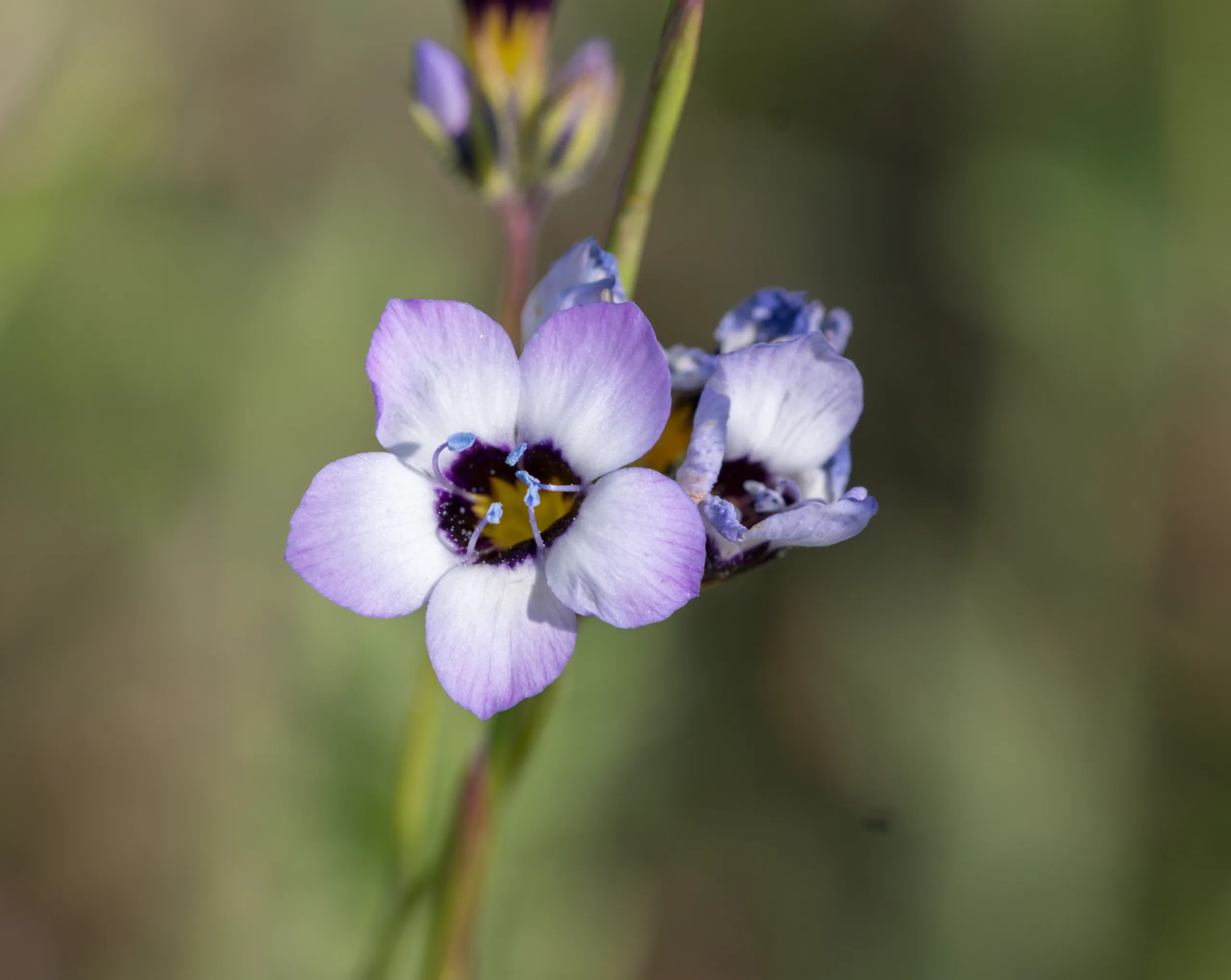 Gilia tricolor