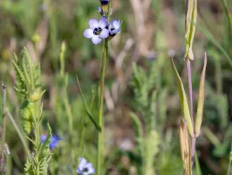 Gilia tricolor