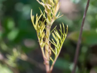 Gilia tricolor