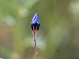 Gilia tricolor