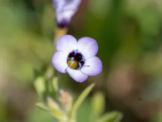 Gilia tricolor