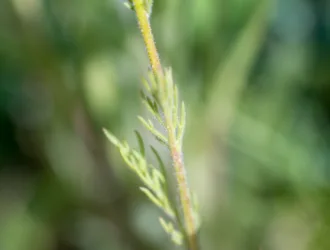 Gilia tricolor
