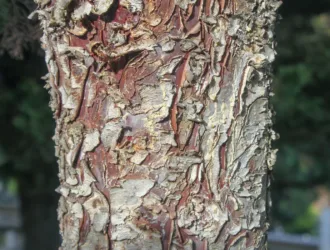 Hesperocyparis glabra
