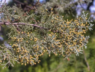 Hesperocyparis glabra