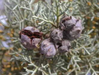 Hesperocyparis glabra