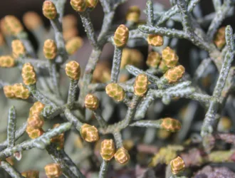Hesperocyparis glabra