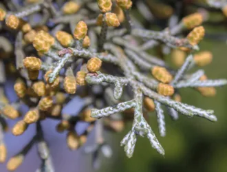 Hesperocyparis glabra