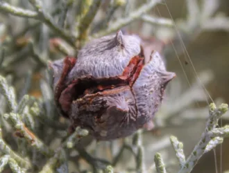 Hesperocyparis glabra