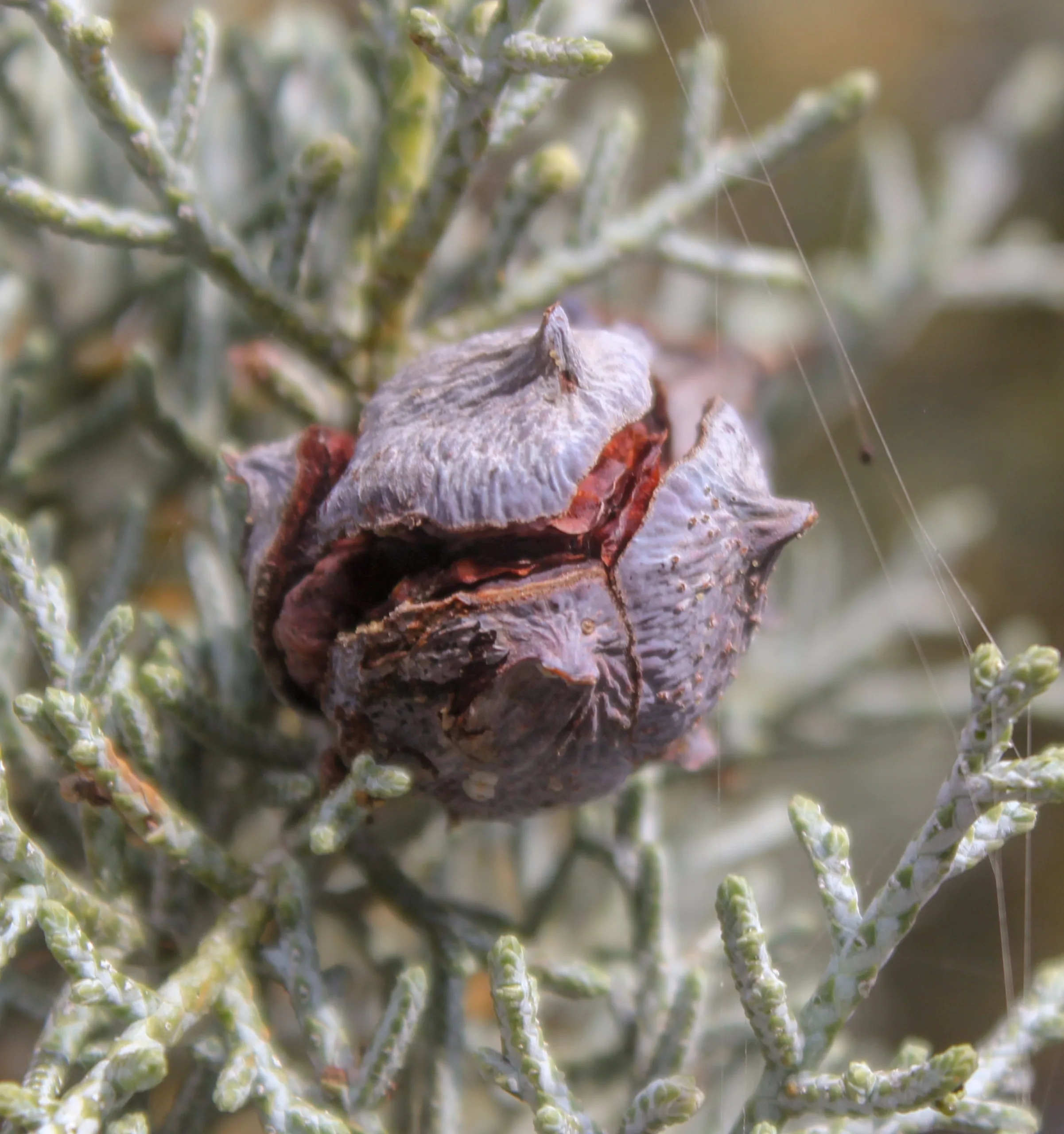 Hesperocyparis glabra