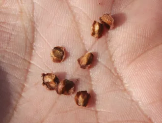 Hesperocyparis glabra