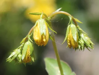 Hypericum montbretii