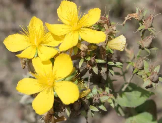 Hypericum montbretii