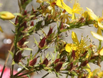 Hypericum montbretii