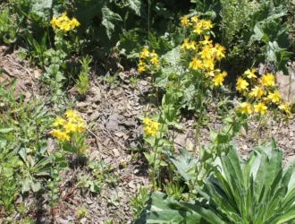 Hypericum montbretii