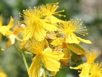 Hypericum montbretii