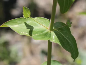 Hypericum montbretii