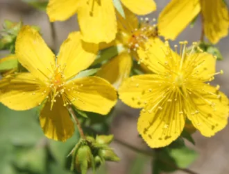 Hypericum montbretii