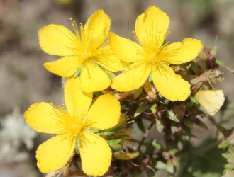 Hypericum montbretii