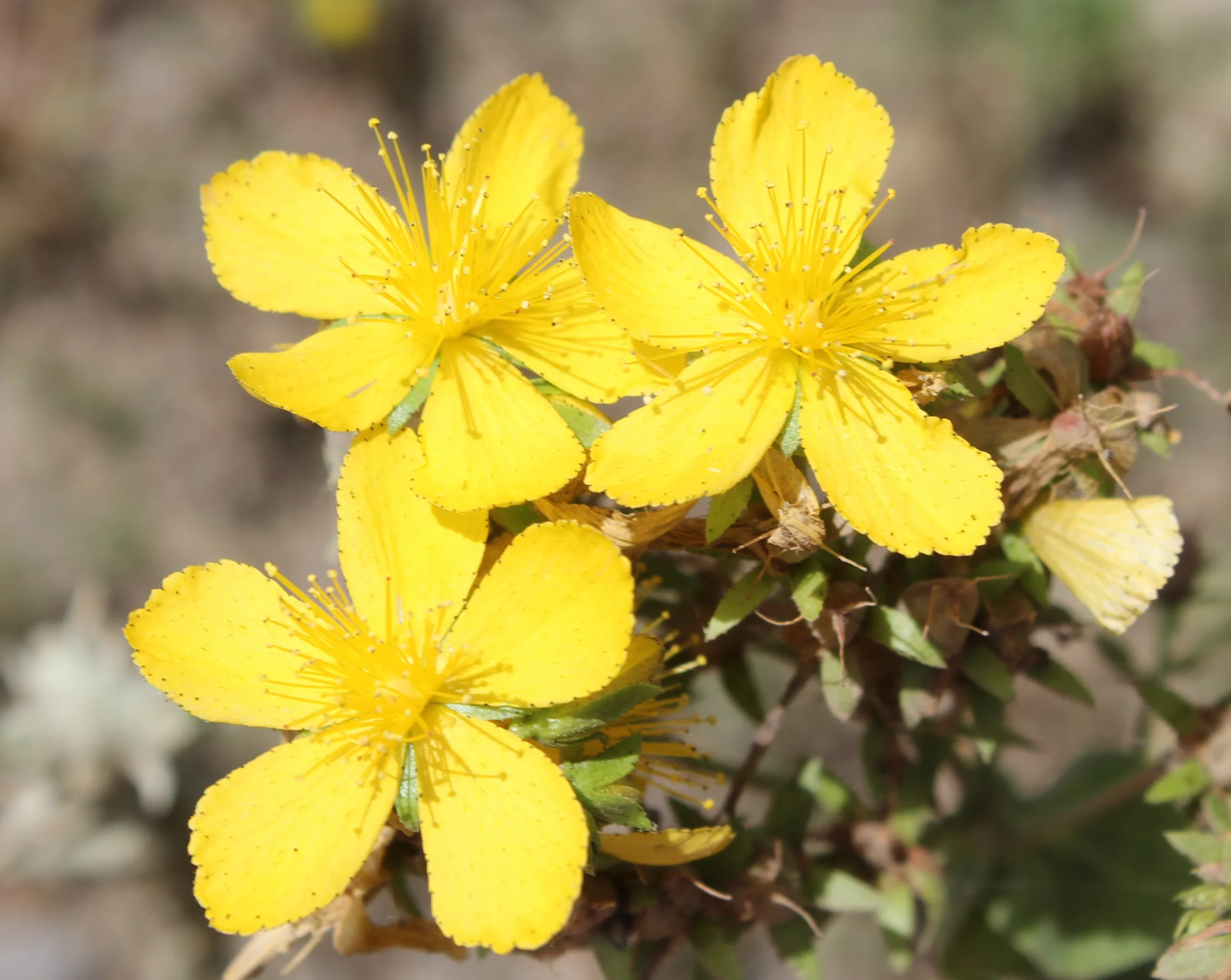 Hypericum montbretii