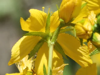 Hypericum montbretii
