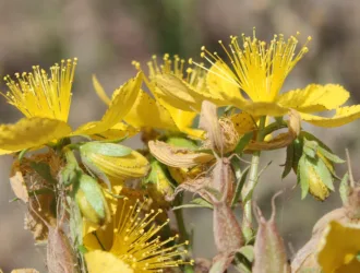 Hypericum montbretii