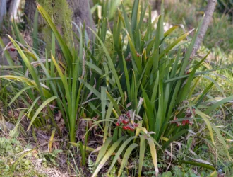 Iris foetidissima