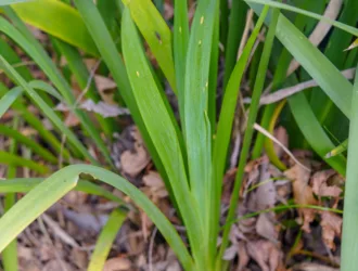 Iris foetidissima