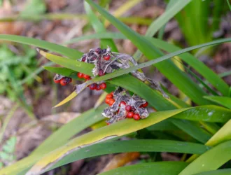 Iris foetidissima