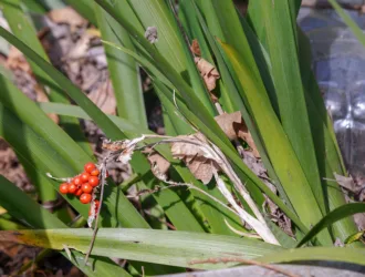 Iris foetidissima