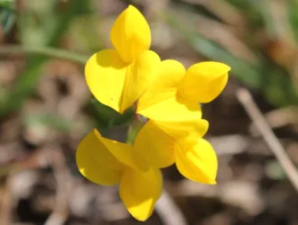 Lotus alpinus