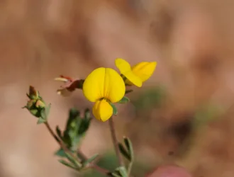 Lotus alpinus