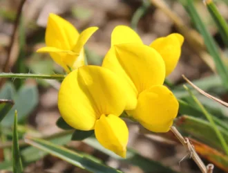 Lotus alpinus