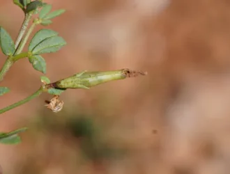 Lotus alpinus