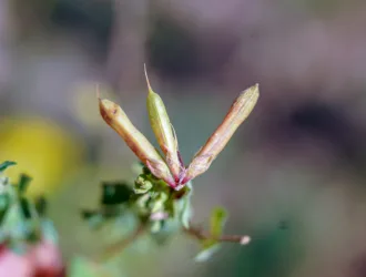 Lotus alpinus