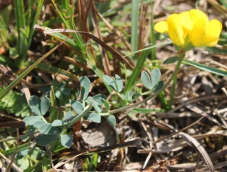 Lotus alpinus