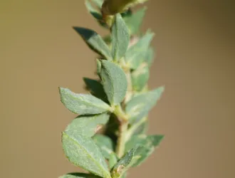 Lotus alpinus